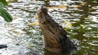 Un cocodrilo se traga a un niño, los vecinos matan al animal y extraen el cuerpo del menor del estómago del reptil