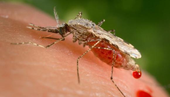 La adaptación del causante de la malaria reta a la ciencia