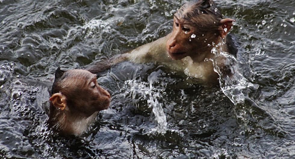 La India busca soluciones para atajar su crónica plaga de monos en el norte del país, un problema que se ha convertido en endémico. (Foto: Getty Images)