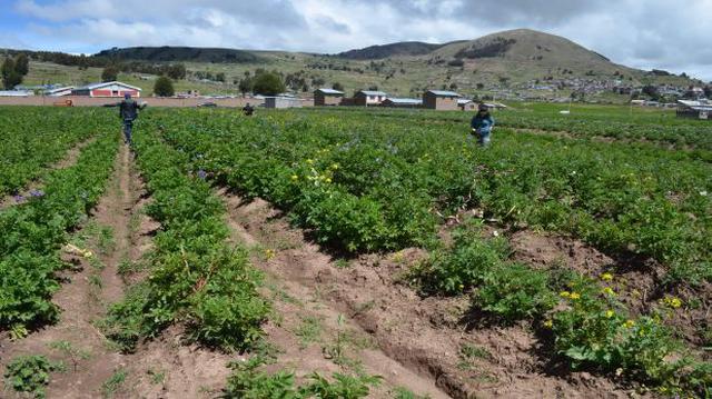 Puno: más de 65.000 hectáreas de cultivos afectadas por clima - 2