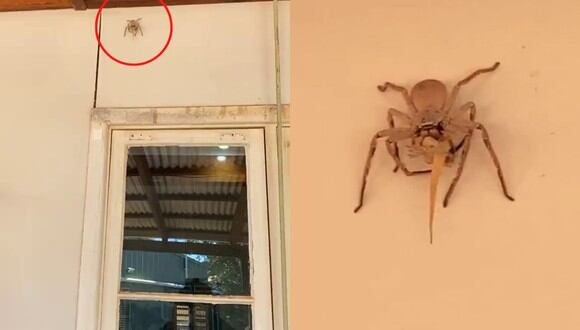 Un video viral muestra cómo una araña cangrejo gigante se comía una lagartija entera encaramada en lo alto de un muro. | Crédito: @wattsea98 / TikTok.