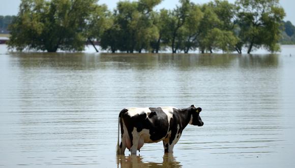 La ola de calor tiene estresados a los animales en Italia