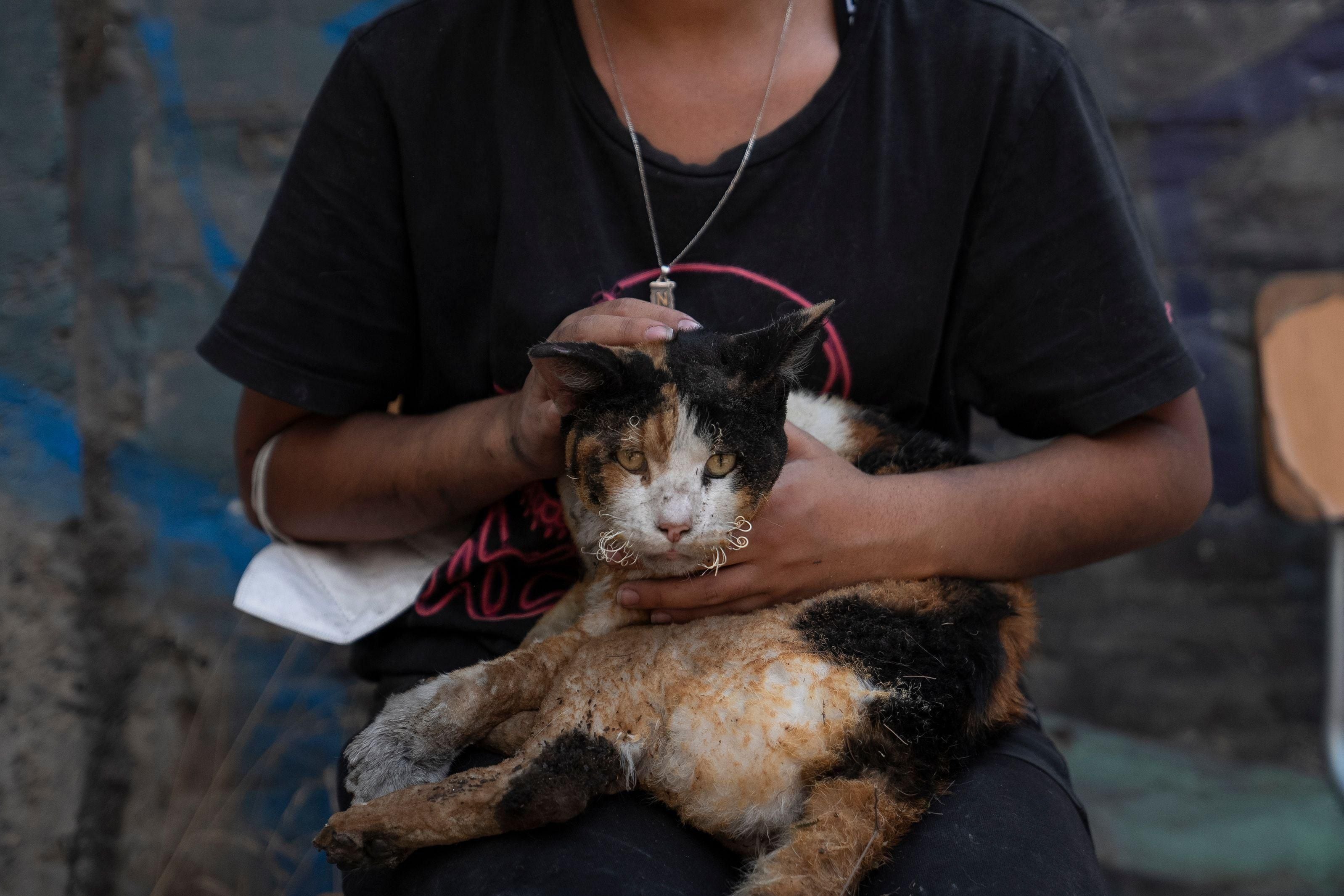 Many domestic animals were also affected by the fire, like this cat from El Salto, in Viña del Mar. (EPA/EFE).