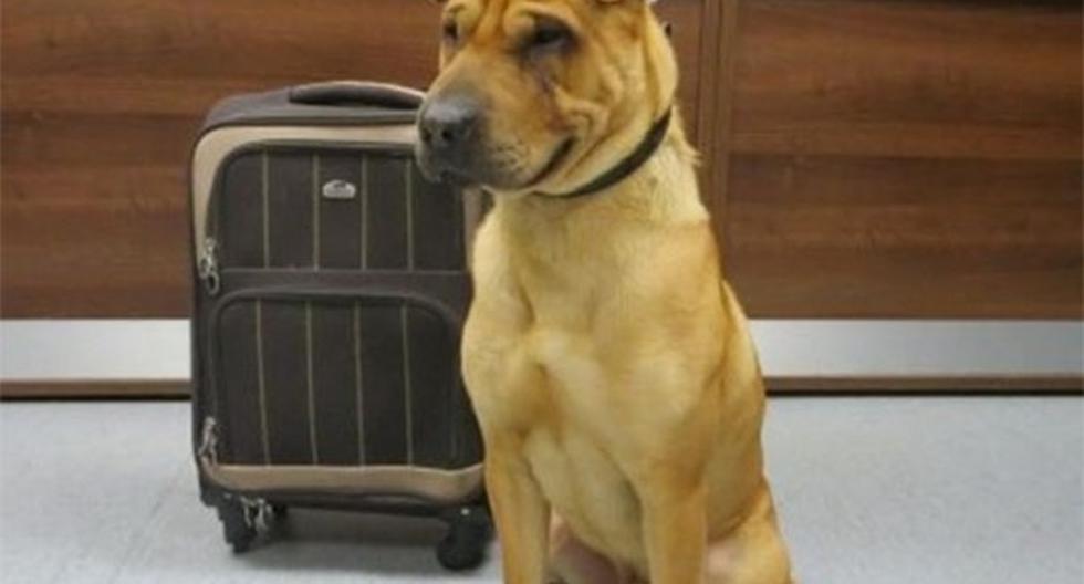 Este simpático perro fue abandonado en una estación de tren. (Foto: Agencias)