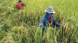 Asociación de productores de arroz evalúa solicitar crédito a Agrobanco por S/ 1.800 millones