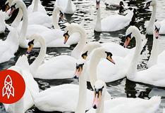 ¿Por qué los cisnes son tratados como parte de la realeza en Inglaterra?