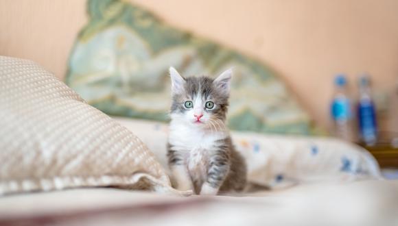 Los bigotes de los gatos se caen cada cierto tiempo, y otros vuelven a nacer: no hace falta cortarle los bigotes a tu gato.