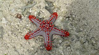 ¡Cuidado! La cruel realidad que esconden estas fotos con estrellas de mar