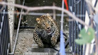 Nepal: felino escapa y es capturado por trabajadores del zoo