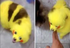 Pokémon GO: tiñe a su mascota para que se parezca a pikachu