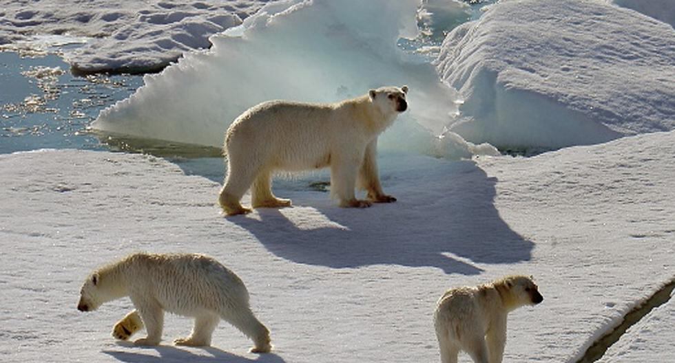 El pelo del oso polar ha inspirado a un equipo internacional de investigadores para desarrollar una nueva membrana nanoestructurada. (Foto: Getty Images)