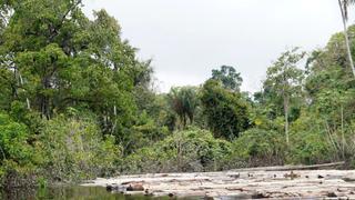 Incautan presunto cargamento ilegal de madera en Ucayali