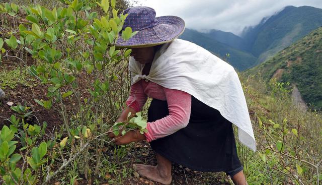 Bolivia: “Habrá guerra” si nos sacan tierra, advierten los yungas cocaleros. (Foto: AFP)