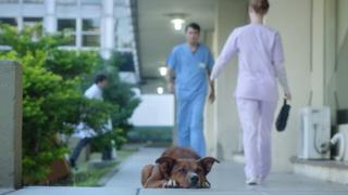 Perro espera a su fallecido dueño en sensible spot [VIDEO]