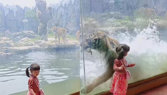 Niña sufre tremendo susto por el increíble salto de un tigre en un zoológico | VIDEO (Foto: Instagram/beautifullnatureworld).