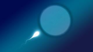 La curiosa técnica que permite a los hombres producir óvulos y las mujeres, espermatozoides