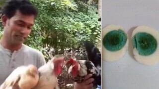 ¡Increíble! Gallinas en India se vuelven una sensación viral al poner huevos con yema verde