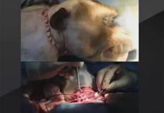 China: cirujano realiza primer trasplante de cabeza en primates