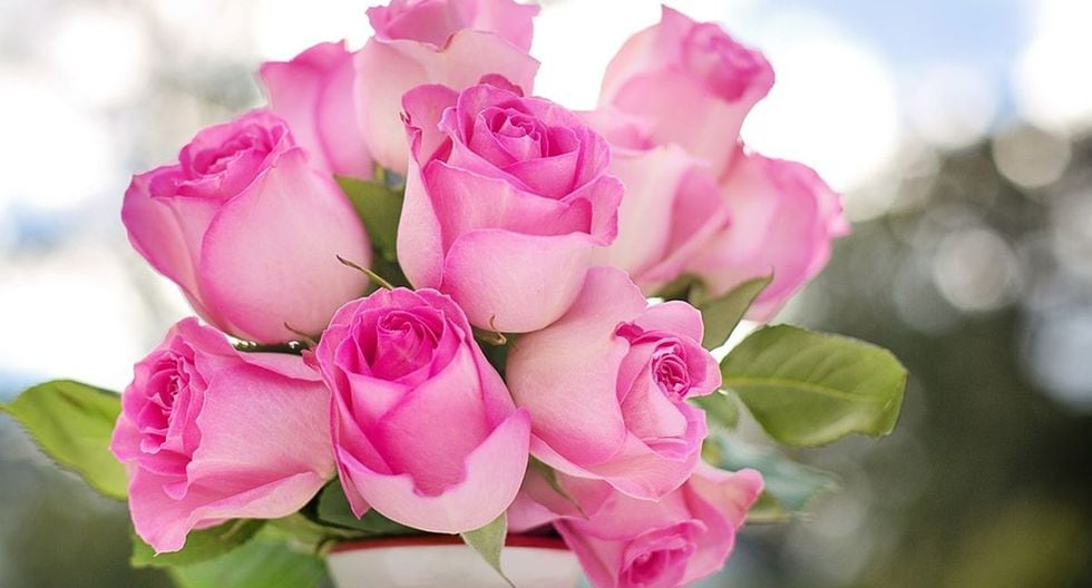 Respuestas: San Valentín: ¿qué significan las rosas según su color ...