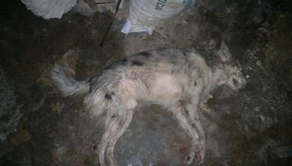 Iquitos: hombre que atacó a machetazos a perro dio su versión