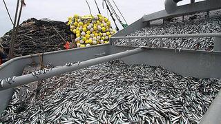 Desembarque de primera temporada de pesca de anchoveta 2020 será superior en 17,4% a la del año pasado 