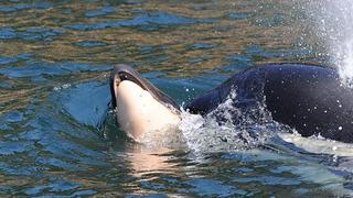 La ballena que arrastró a su cría muerta durante días