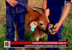 Científicos peruanos hacen historia y clonan por 1era vez una vaca