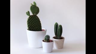 Los cactus, hermosas suculentas, por Tomás Unger