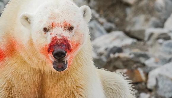 Un oso polar ensangrentado después de matar y comer la grasa de una foca en un fiordo remoto en el norte de Spitsbergen, Svalbard.