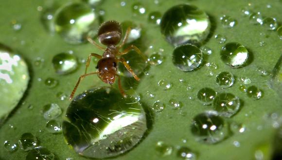 Hormigas usan sus cuerpos como balsas para salvar a la reina
