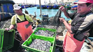 Solo se ha pescado el 22,6% de la cuota de anchoveta en el sur