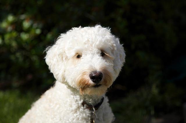 Algunos dicen que los labradoodles fueron los primeros perros de diseño. (Foto: Pixabay)