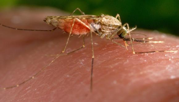 Esta fotografía de 2014 facilitada por los Centros para el Control y la Prevención de Enfermedades de Estados Unidos muestra una hembra del mosquito Anopheles gambiae mientras se alimenta. Este insecto es un conocido transmisor del parásito causante de la malaria. (James Gathany/CDC vía AP, Archivo).