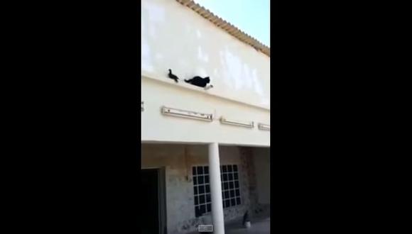 YouTube: paloma se burla de gato que intentó cazarla