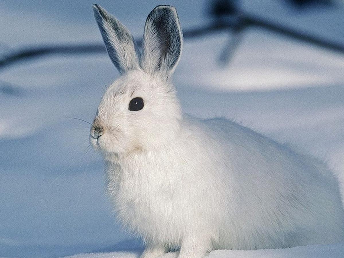 Imagen de un conejo blanco