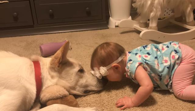 La bebé no dudó en acercarse al perro para darle besos. (YouTube: ViralHog)