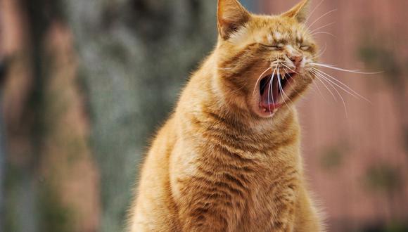 Una app permite conocer qué dice tu gato con los maullidos (Foto: Pixabay)