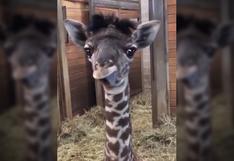Conoce a Dixie, la jirafa bebé que robó millones de corazones [VIDEO]