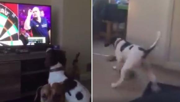 El perro que persigue dardos de la TV se volvió viral [VIDEO]