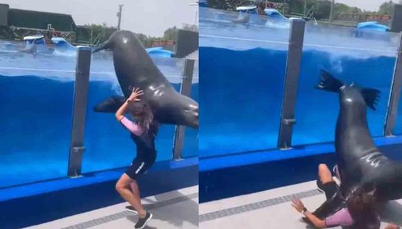 Lobo marino cae sobre su entrenadora en parque de diversiones acuático (foto: captura)
