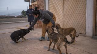 Crueldad animal sin límites: vecinos de Carabayllo reclaman justicia tras envenenamiento masivo de perros 