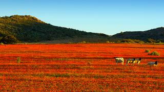Este desierto se convierte en una alfombra de flores en África