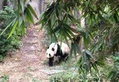 YouTube: Pandas imponen récord de apareamiento; duran 40 minutos
