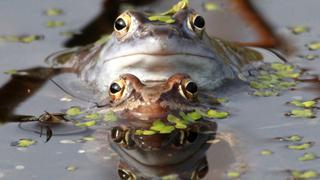 Un parásito amenaza a las ranas y a los renacuajos del mundo