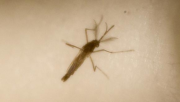 Zika: mosquitos pueden transmitir enfermedad a sus huevos