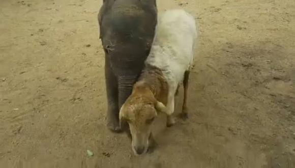 Oveja adopta elefante huérfano y ahora son inseparables [VIDEO]