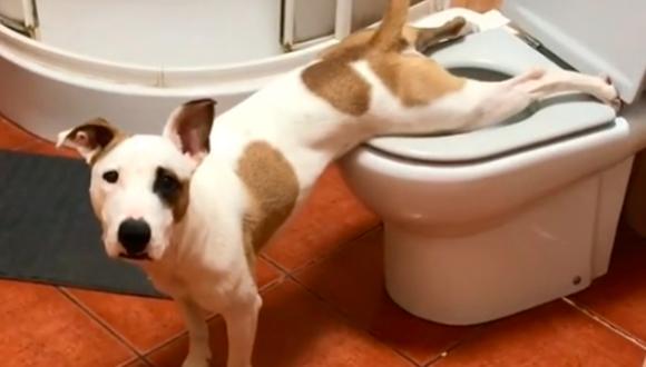 Miko, la perrita viral de TikTok que sabe orinar en el inodoro del baño | Foto: @saulphdz / TikTok