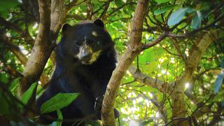 Choquequirao: el territorio amenazado del oso de anteojos en el Cusco | VIDEO