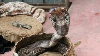 ¡De terror! Hombre intenta besar a una cobra y se arrepiente al instante