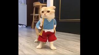 Facebook: "Gato samurai" desata todo tipo de reacciones en la red social [VIDEO]